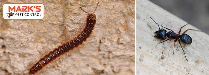 Crawling Pests Control