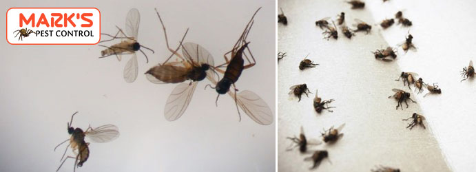 Flying Insects Pest Control