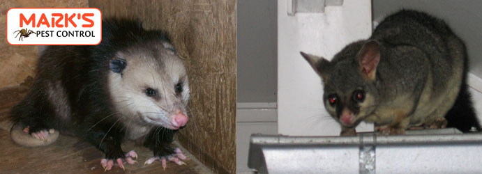 Possum Control Bayswater