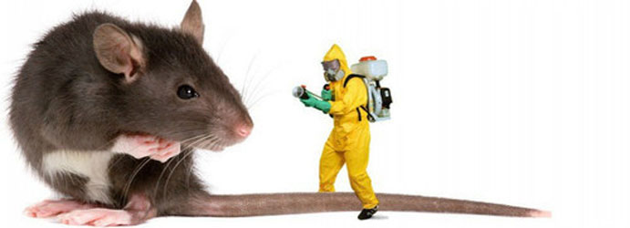 Rodent Pest Control Manly Vale