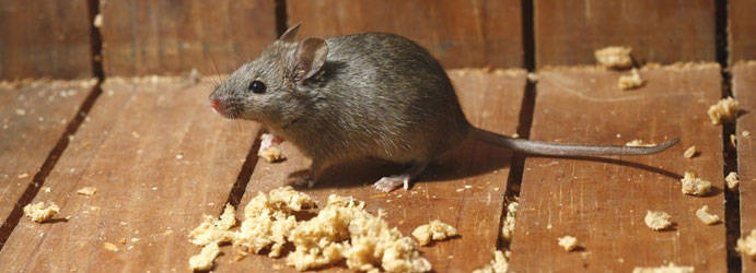 Rodents Pest Control Ballarat West