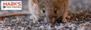 Female Rodent Control