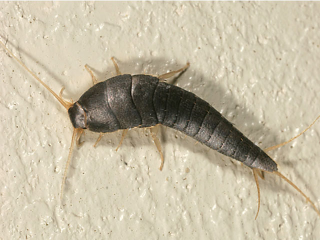 Silverfish Pest Control Lambs Valley