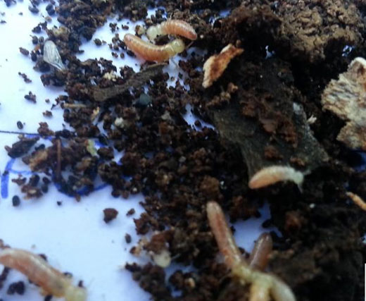 Termite Control Glenluce