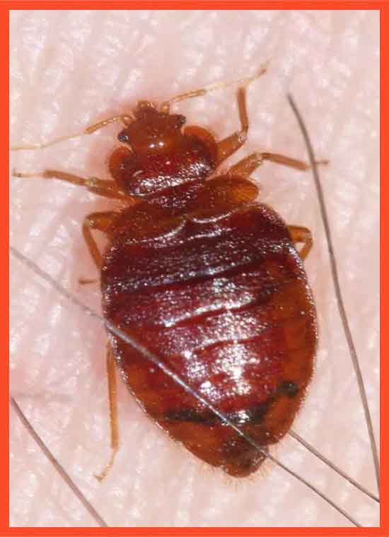 Bed Bug Control Kwinana Town Centre