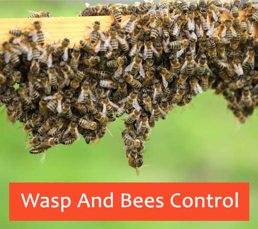 Wasp And Bees Control Ginninderra Village