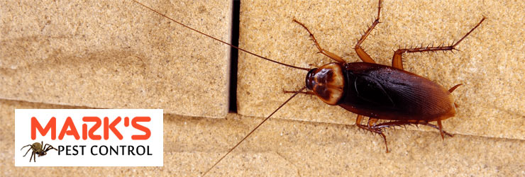 Cockroach Control Services