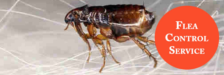 Flea Control Service