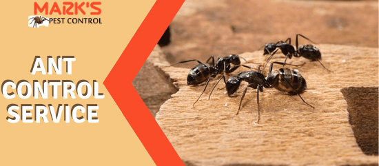 Ant Control Service-Marks Pest Control