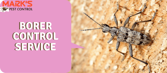 Borer Control Service-Marks Pest Control