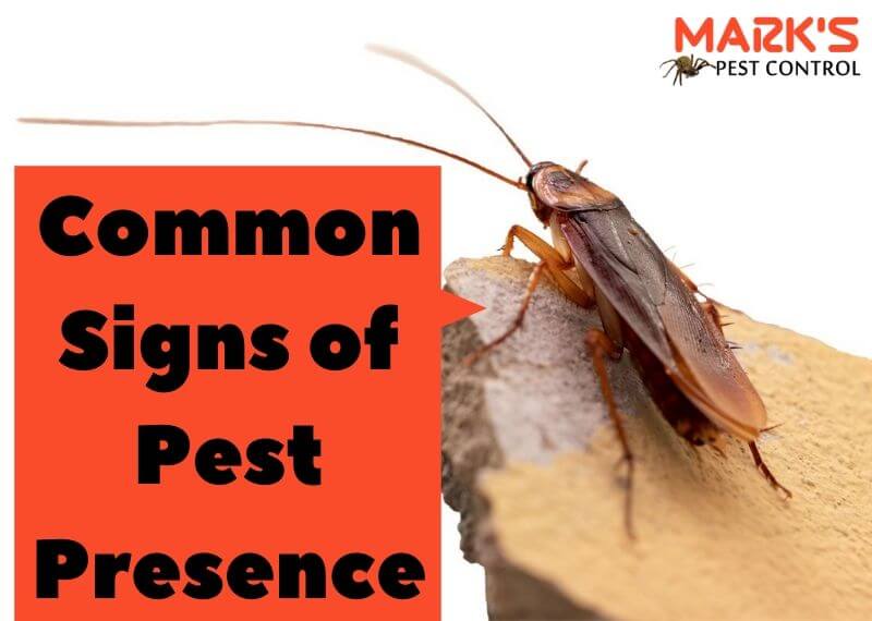 Common Signs of Pest Presence