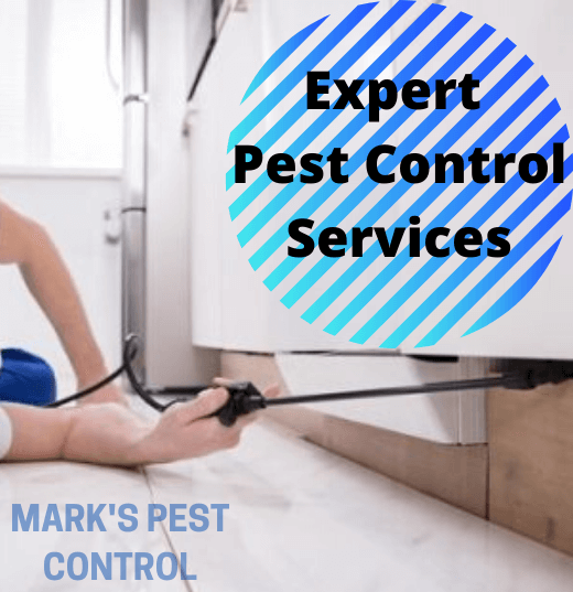 Expert Pest Control Service