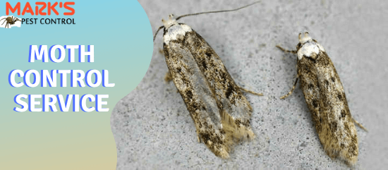 Moth Control Service-Marks Pest Control