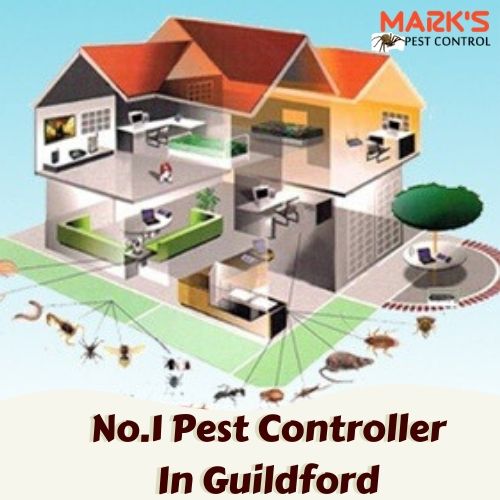 Pest Control Guildford