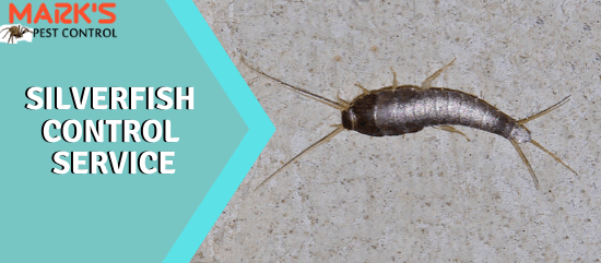 Silverfish Control service-Marks Pest Control