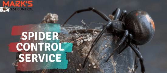 Spider Control Service- Marks Pest Control