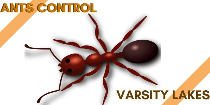 Ants control Varsity Lakes