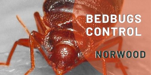 bedbugs control norwood