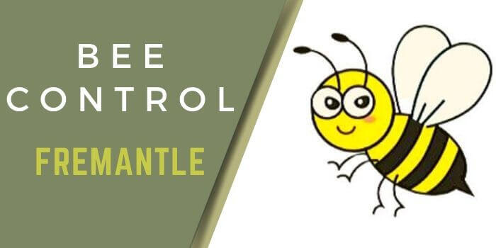 bee control Fremantle
