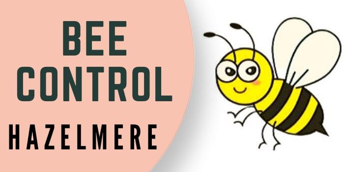 bee control Hazelmere