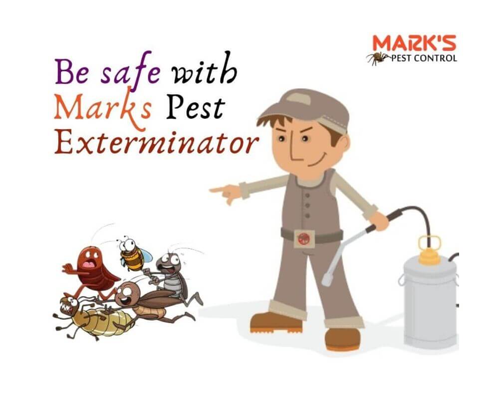 bee safe with massey pest control (1)