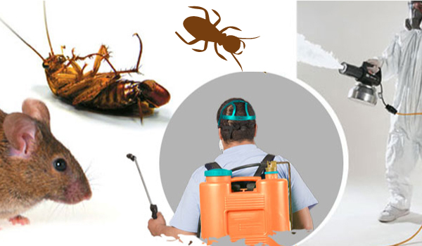 Building Pest Inspection Professionals