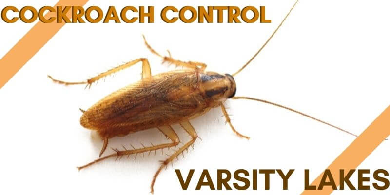 Cockroach control Varsity Lakes