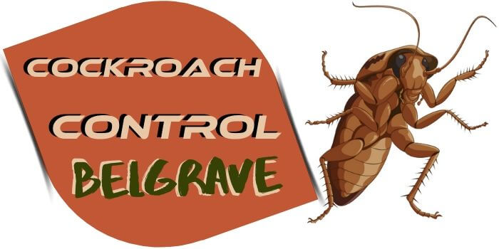 cockroach control belgrave