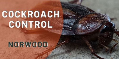 cockroach control norwood