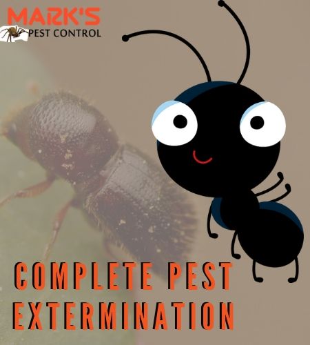 complete pest control norwood