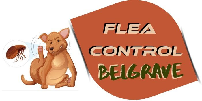 flea control belgrave
