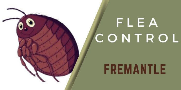 flea control Fremantle