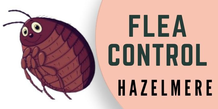 flea control Hazelmere