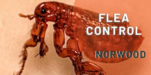 flea control norwood