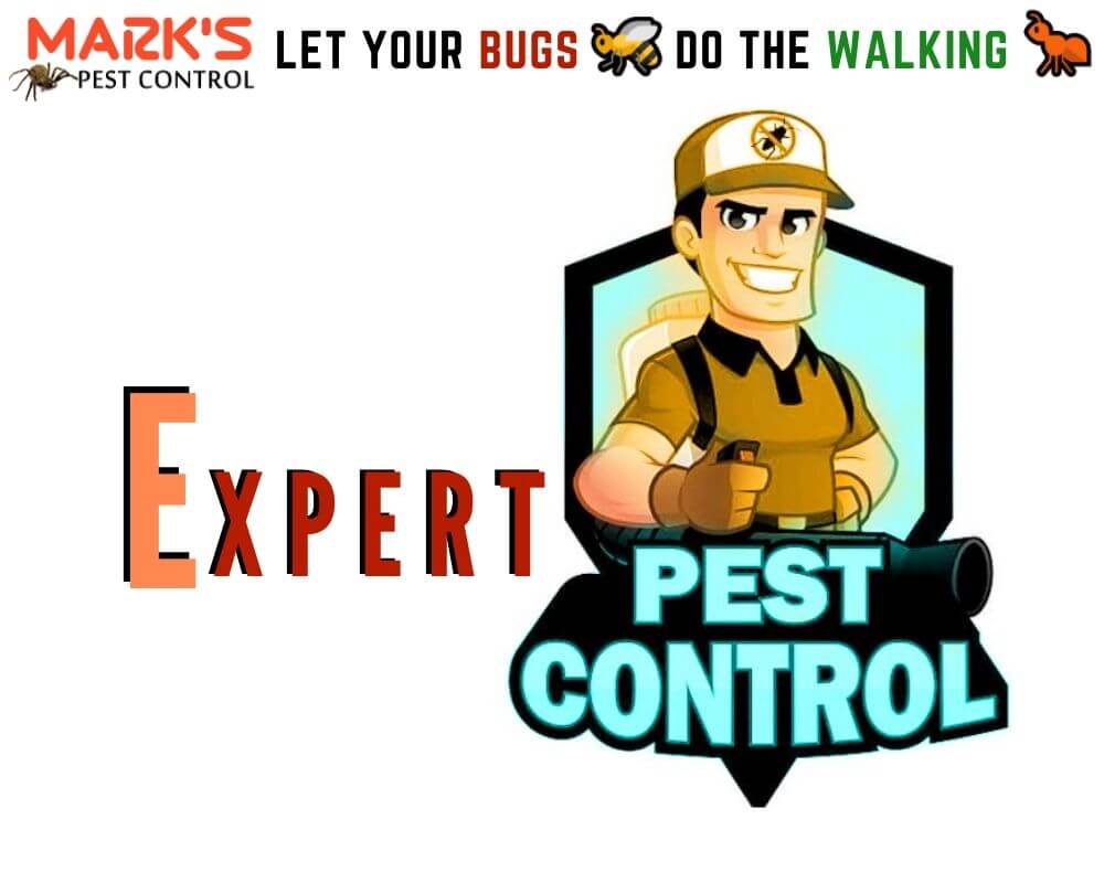 massey pest control