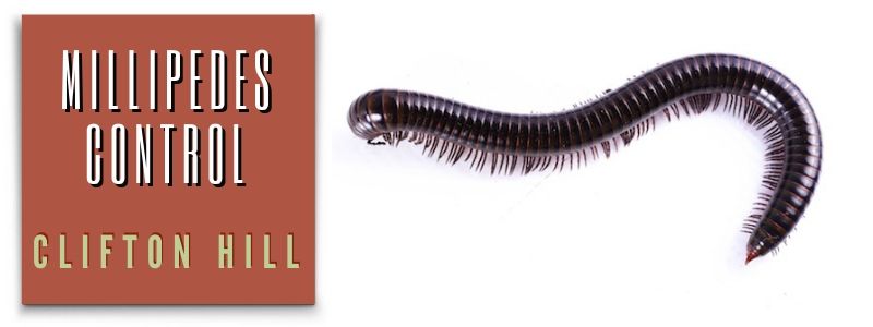millipedes control clifton hill