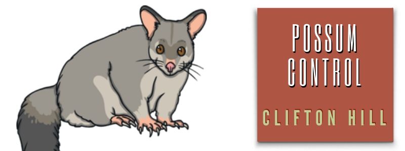 possum control clifton hill