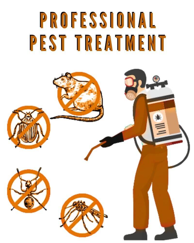 professional pest treatment