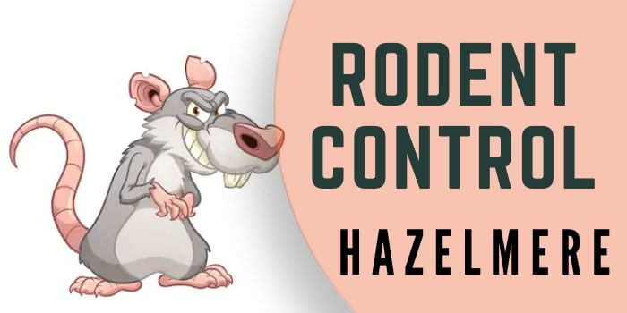 rodent control  Hazelmere