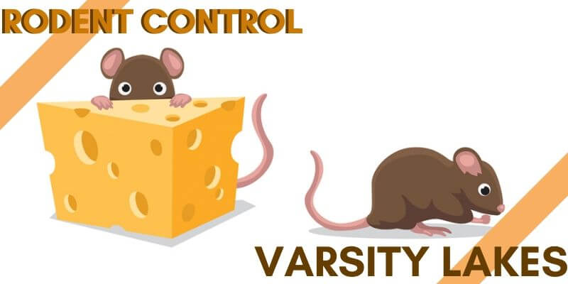 Rodents control Varsity Lakes