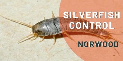 silverfish control norwood