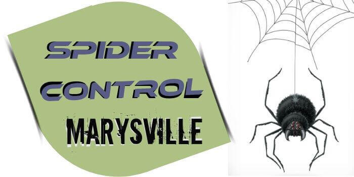 spider control Marysville