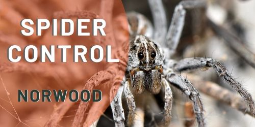 spider control norwood