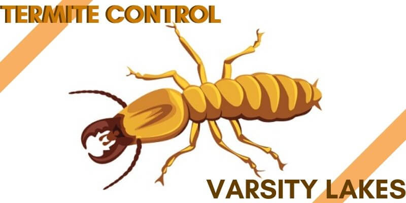 Termite control Varsity lakes