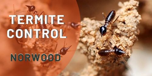 termite control norwood