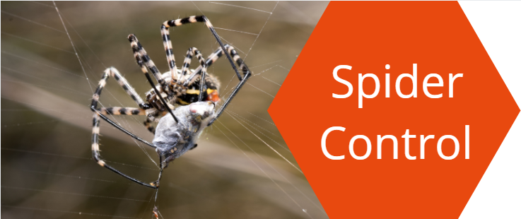 Spider Control Charters Towers