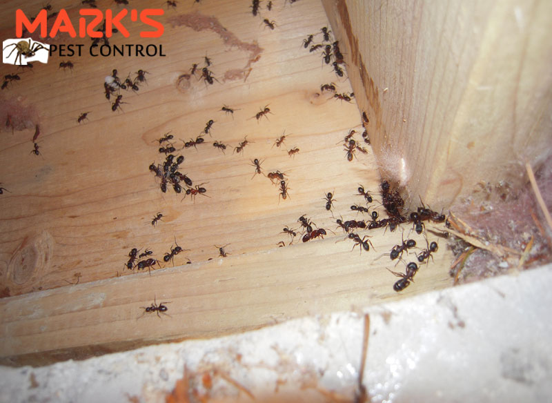 ant treatment canberra
