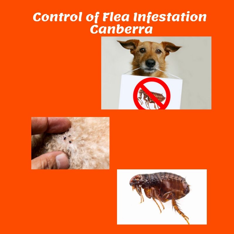 Flea infestation control canberra