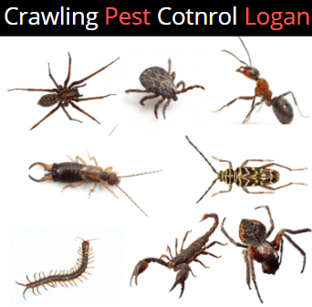 pest control Logan