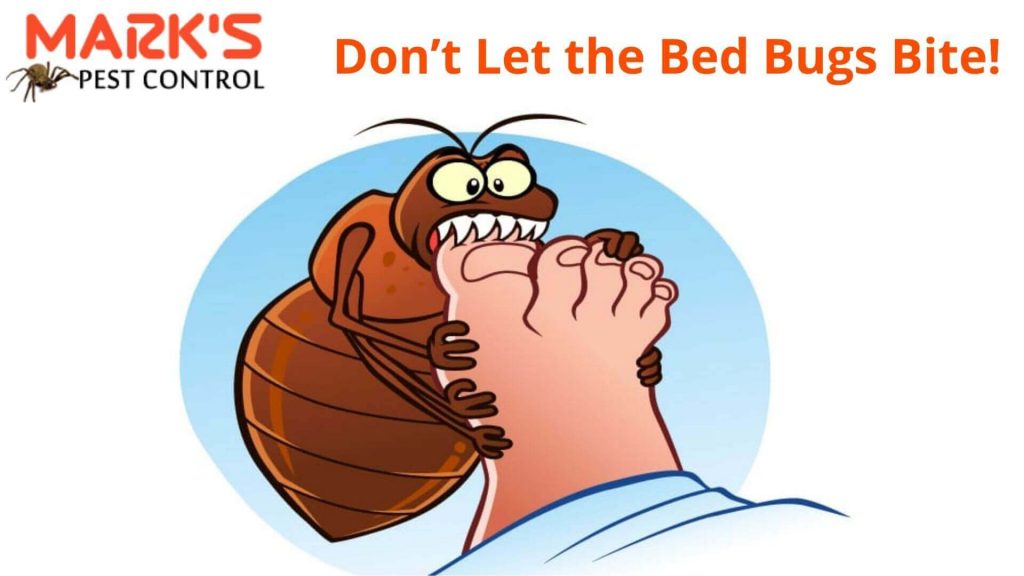  Bed Bugs Bite